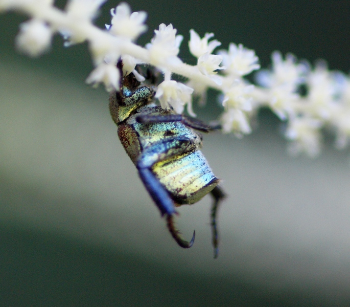 Coleoptera Rutelidae: Hoplia argentea